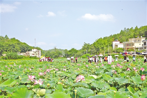 莲塘荷花观赏区实景